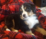 Small Photo #3 Bernese Mountain Dog Puppy For Sale in NORWOOD, MO, USA