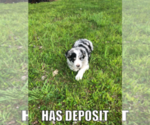Small Photo #3 Border Collie Puppy For Sale in JEFFERSON, OH, USA