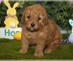 Small Photo #1 Cavapoo Puppy For Sale in HUTCHINSON, KS, USA
