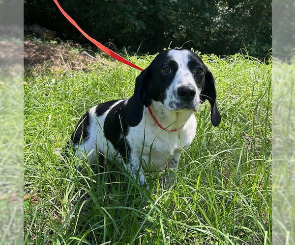 Medium Photo #3 Bagle Hound Puppy For Sale in Wetumpka, AL, USA