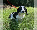 Small #2 Bagle Hound