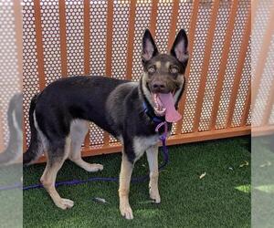 German Shepherd Dog-Unknown Mix Dogs for adoption in Las Vegas, NV, USA