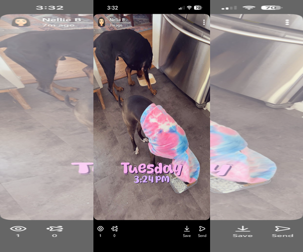 Medium Photo #8 Doberman Pinscher Puppy For Sale in Minneaoplis, MN, USA