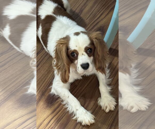Medium Photo #1 Cavalier King Charles Spaniel Puppy For Sale in Sioux Falls, SD, USA