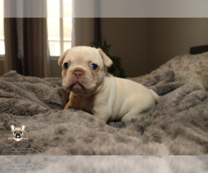 French Bulldog Puppy for sale in SACRAMENTO, CA, USA
