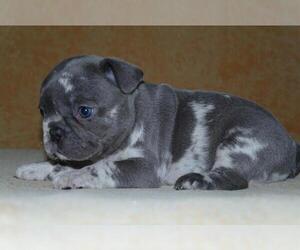 French Bulldog Puppy for sale in SAINT AUGUSTINE, FL, USA