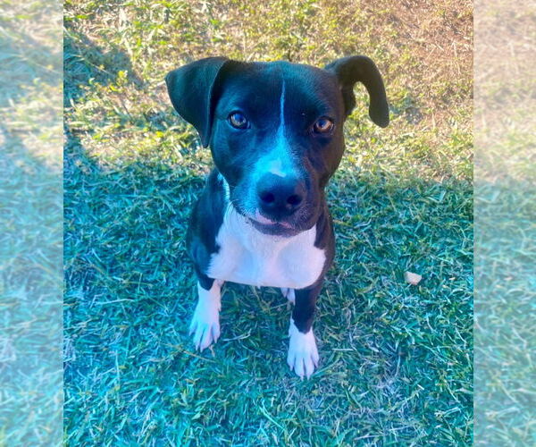 Medium Photo #2 Labrador Retriever-Unknown Mix Puppy For Sale in Bryant, AR, USA