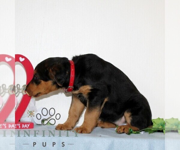 Medium Photo #3 Airedale Terrier Puppy For Sale in HOLTWOOD, PA, USA