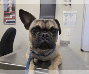Frenchie Pug Dogs for adoption in San Clemente, CA, USA