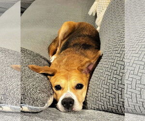 Beagle-Unknown Mix Dogs for adoption in Germantown, OH, USA