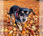 Small #6 Dachshund Mix