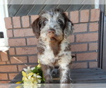Small #2 Labradoodle