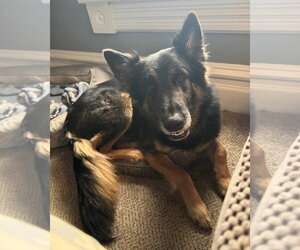 German Shepherd Dog-Unknown Mix Dogs for adoption in Westmont, IL, USA