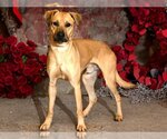Small Photo #1 Black Mouth Cur-Rhodesian Ridgeback Mix Puppy For Sale in West Valley, UT, USA