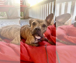Willy - Male Bulldog-Unknown Mix Dog for Adoption - Photo #12