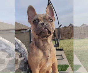 French Bulldog Puppy for sale in PROSPER, TX, USA