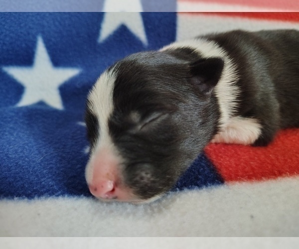 Medium Photo #102 Border Collie Puppy For Sale in NORBORNE, MO, USA
