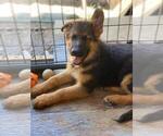 Small Photo #7 German Shepherd Dog Puppy For Sale in RIO LINDA, CA, USA