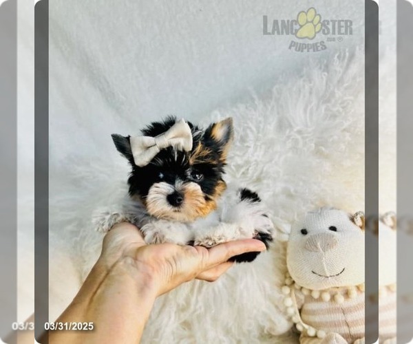 Medium Photo #6 Biewer Terrier Puppy For Sale in WEST PALM BEACH, FL, USA