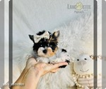 Small #5 Biewer Terrier