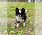 Small Photo #13 Chihuahua Puppy For Sale in AIKEN, SC, USA