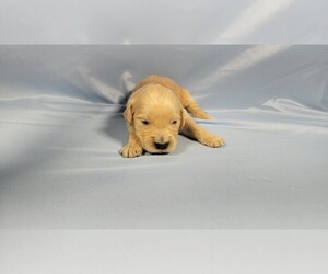 Medium Golden Retriever