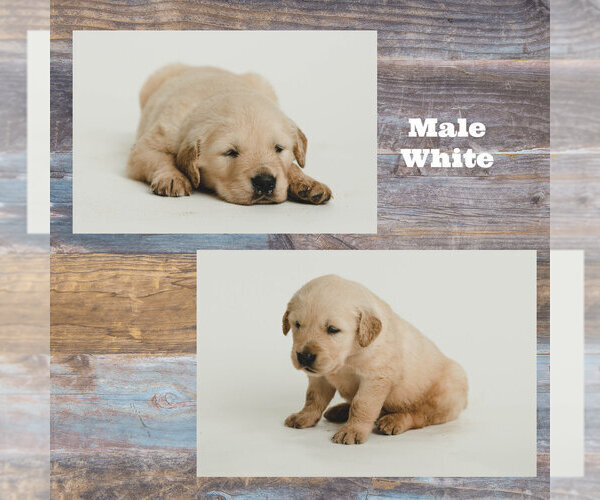 Medium Photo #1 Golden Retriever Puppy For Sale in MUTUAL, OK, USA
