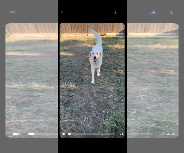 Medium Photo #7 Great Pyrenees Puppy For Sale in Houston, TX, USA