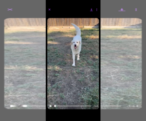 Charlie (aka Charles II) - Male Great Pyrenees Dog for Adoption - Photo #7