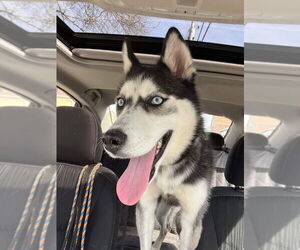 Kira - Female Siberian Husky-Unknown Mix Dog for Adoption - Photo #4