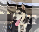 Small #3 Siberian Husky Mix