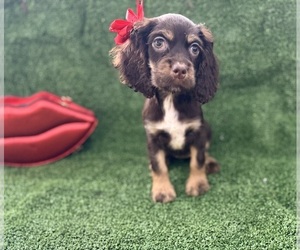 Cocker Spaniel Puppy for sale in PENSACOLA, FL, USA