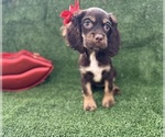 Small Cocker Spaniel