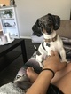 Small Photo #1 Dachshund Puppy For Sale in SACRAMENTO, CA, USA