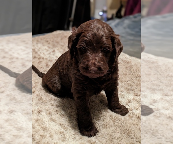 Medium Photo #8 Goldendoodle Puppy For Sale in PITTSGROVE, NJ, USA