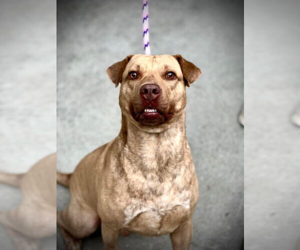 Medium Photo #4 Labrador Retriever-Unknown Mix Puppy For Sale in Atlanta, GA, USA