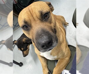 Dachshund-Unknown Mix Dogs for adoption in Temple, TX, USA