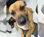 Small Dachshund Mix