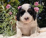 Small #2 Miniature Bernedoodle