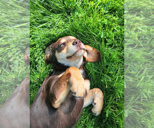 English Setter-Labloodhound Mix Dog for Adoption in LISLE, New York USA