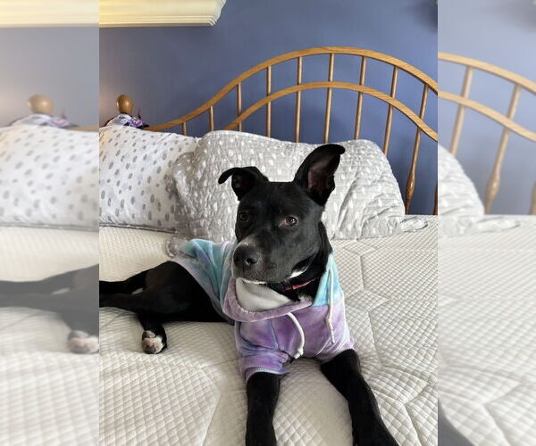 Medium Photo #6 Mutt Puppy For Sale in Boston, MA, USA