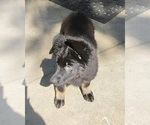 Small #8 German Shepherd Dog