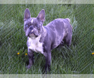 Mother of the French Bulldog puppies born on 09/20/2023