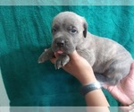 Small Photo #18 Cane Corso Puppy For Sale in COLUMBIA, SC, USA