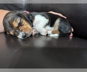 Basset Hound Puppy for sale in EDGAR SPRINGS, MO, USA