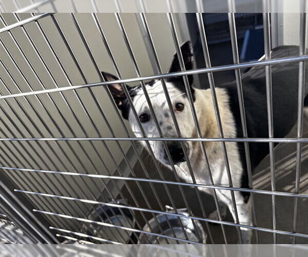 Medium Photo #1 Mutt Puppy For Sale in Corona, CA, USA