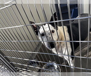 Mutt Dogs for adoption in Corona, CA, USA