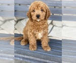 Small Photo #5 Goldendoodle Puppy For Sale in SAN DIEGO, CA, USA
