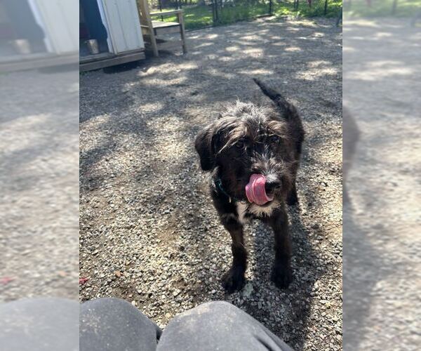 Medium Photo #3 Poodle (Standard)-Unknown Mix Puppy For Sale in Elmsford, NY, USA
