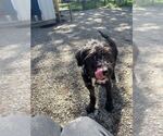 Small #2 Poodle (Standard) Mix
